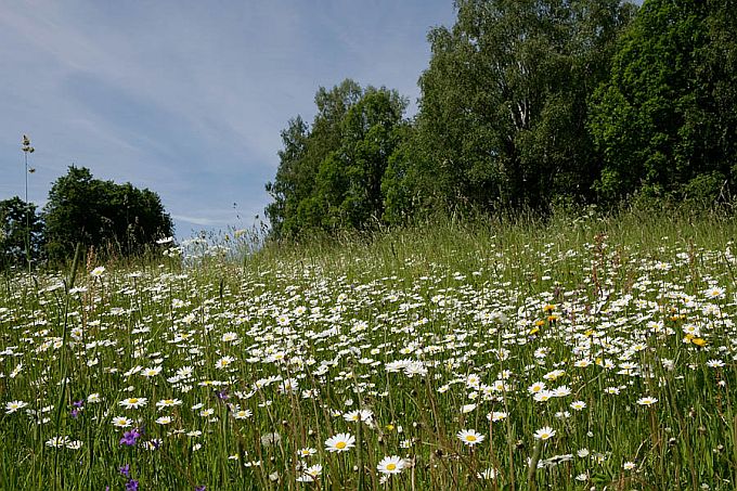 Niit härjasilmadega