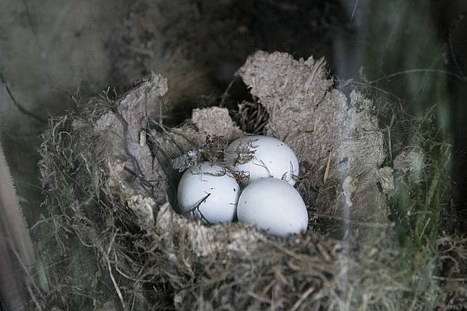 Musträhni pesa