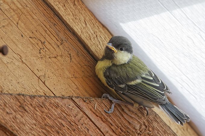 Rasvatihase poeg peale pesast väljalendu