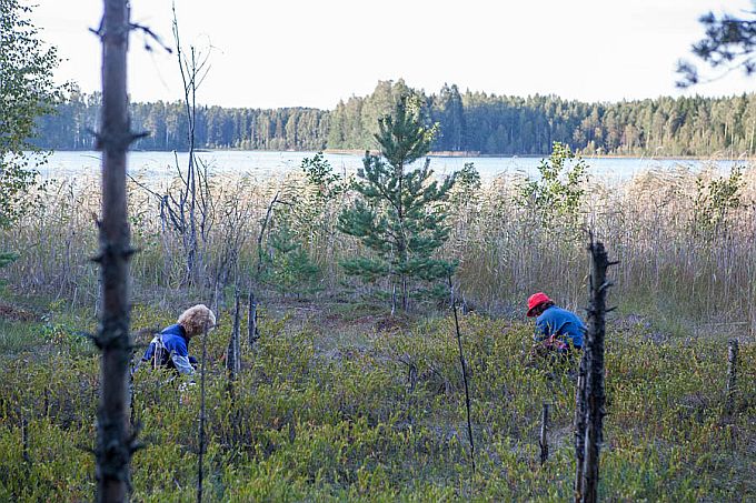 Tsiistre rahvas jõhvikal. Kisejärv