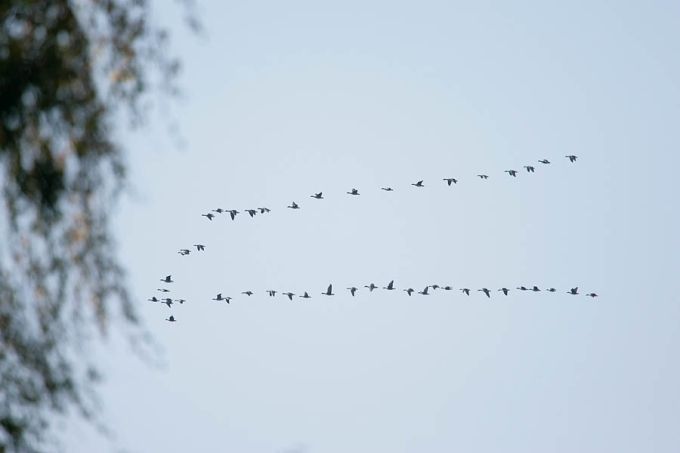 Haned rändavad. Palupõhja, Alam-Pedja