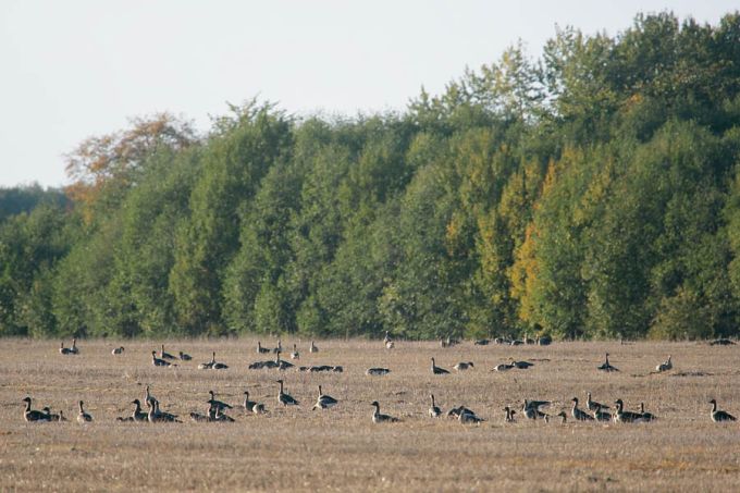 Rabahaned kõrrepõllul. Tamme, Võrtsjärve rannik