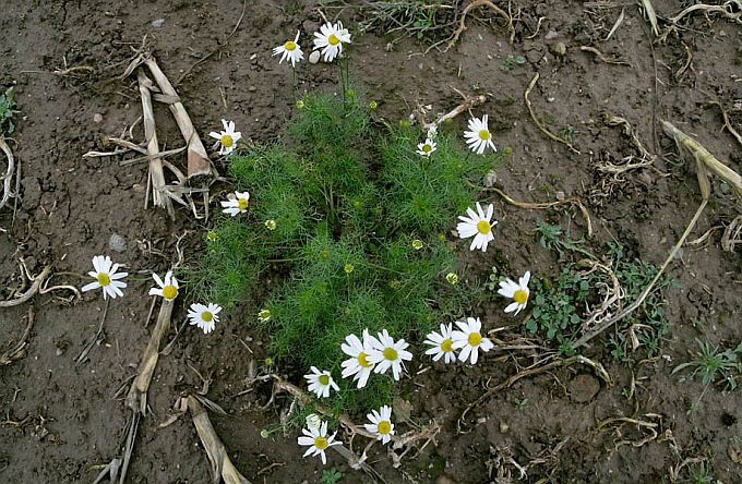 Kesalill 