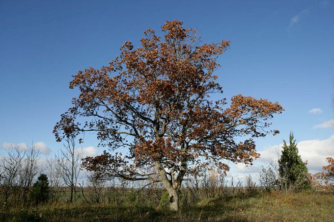 Tamm, Salevere Salumägi, Matsalu