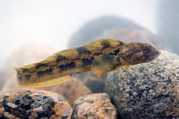 Emakala