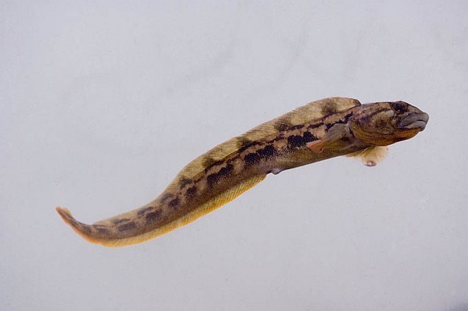 Emakala
