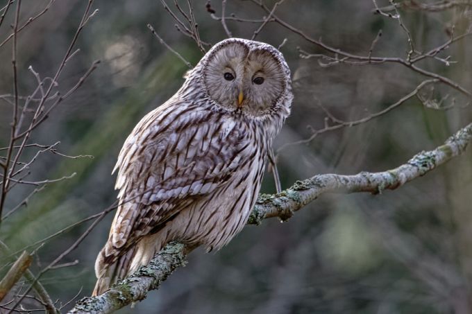Händkakk