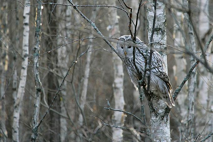 Sookaasik händkakuga