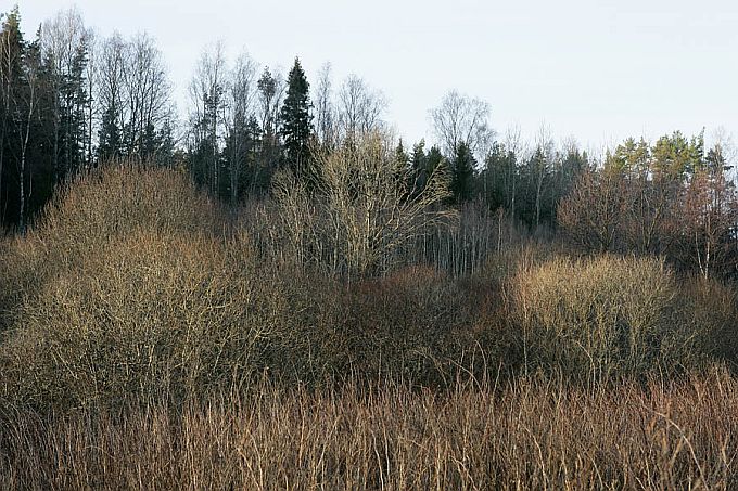 Kas võsa on ikka mets?