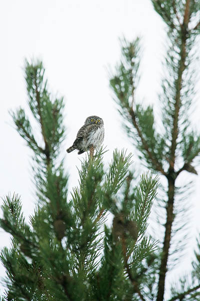 Värbkakk