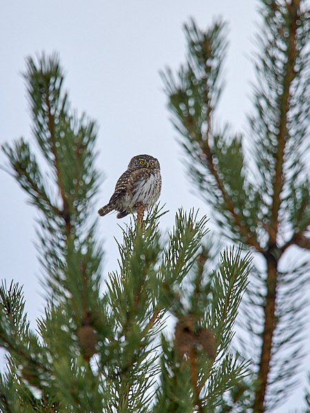 Värbkakk 