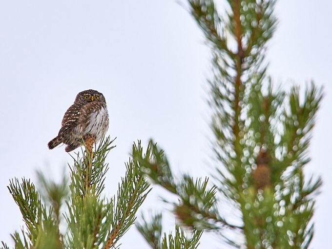 Värbkakk