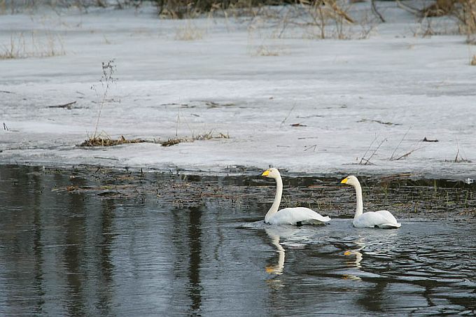Laululuiged. Mõhkküla, Põltsamaa jõgi