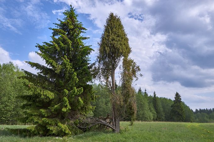 Jõesaare kadakas