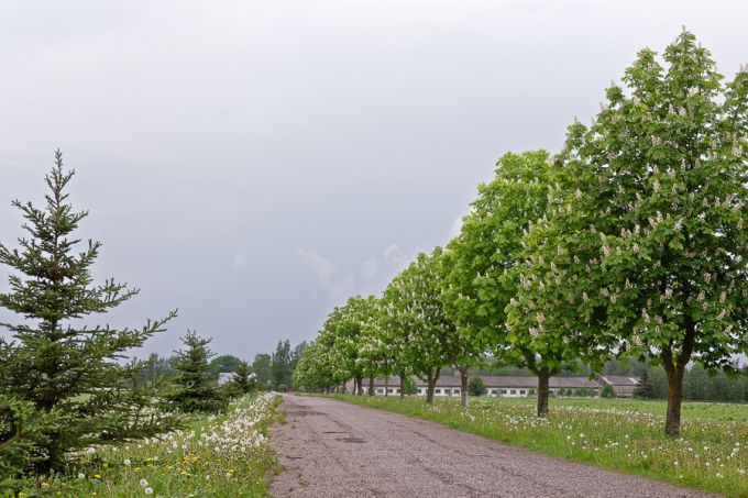 Kastaniallee. Vainu talu