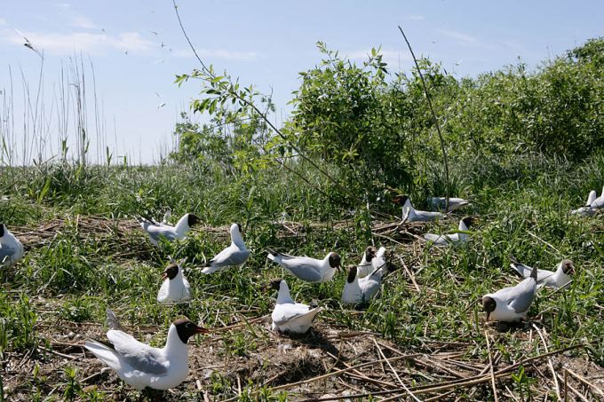 Naerukajakakoloonia. Tondisaar, Võrtsjärv