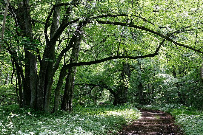 Abruka salumets