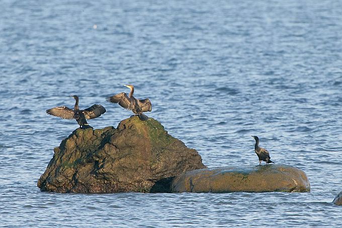 Kormoranid bretšal. Põõsaspea neem 