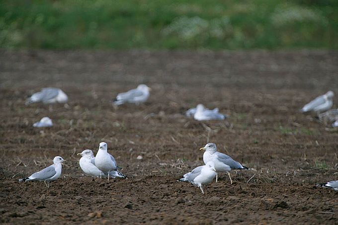 Hõbekajakad ja kalakajakad põllul