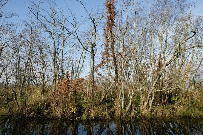 Harilik humal Rannamõisa jõe kaldal. Matsalu