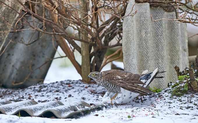 Raudkulli emaslind on isaslinnust kogukam ja suudab ka suuremaid linde, näiteks kodutuvi püüda