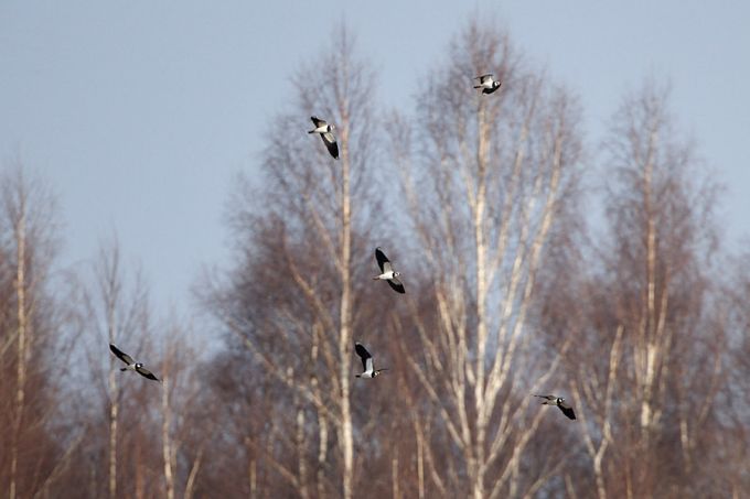 Kiivitajate rändeparv 
