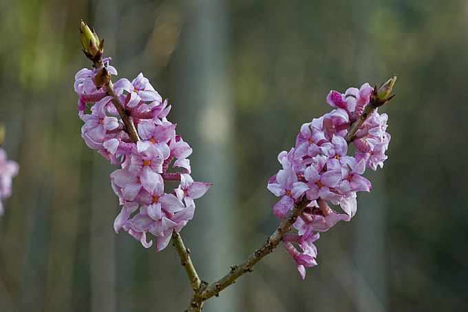 Лесная сирень