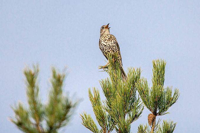 Laulurästas