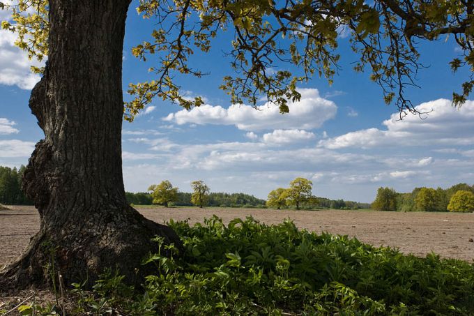 Tammed põllul. Salevere, Matsalu