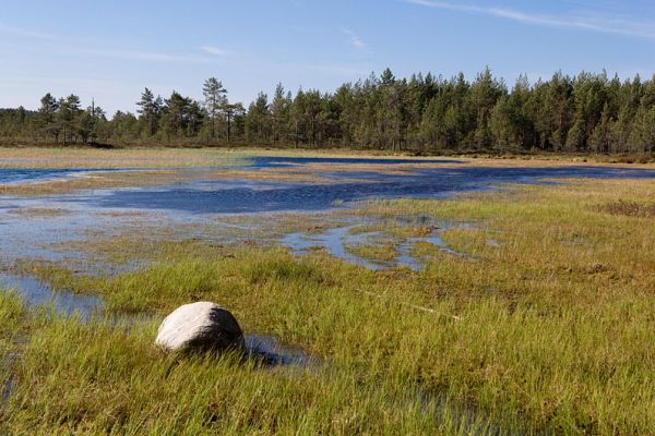 Pikklaugas. Kõnnu Suursoo, Kõrvemaa