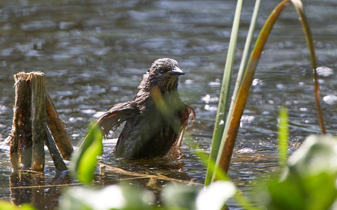 Suurim tõenäosus on nakkus saada veekogu kaldalt