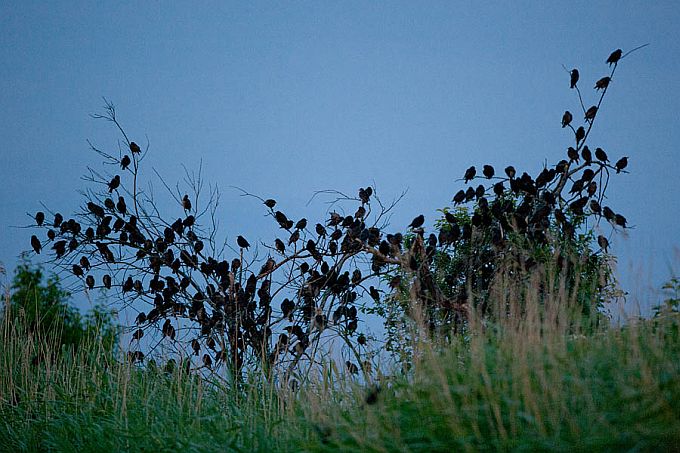 Ööbivad kuldnokad. Matsalu roostik
