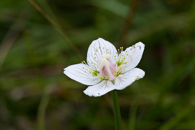Ädalalill 