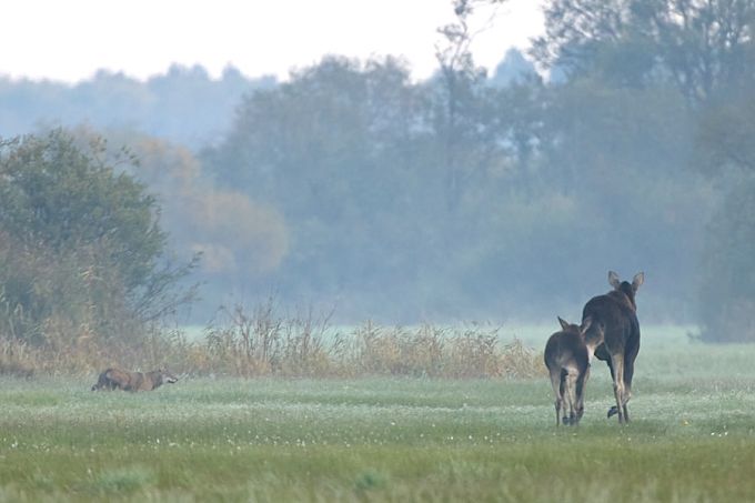 Hunt ja põdrad. Kloostri luht, Matsalu