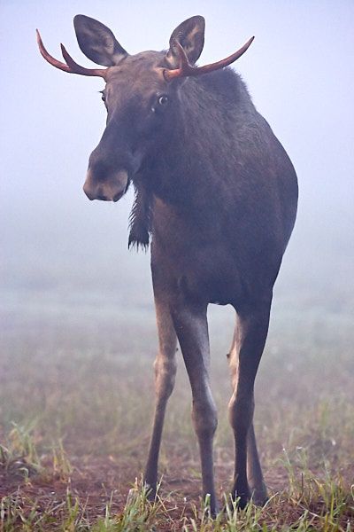 Põdrapull