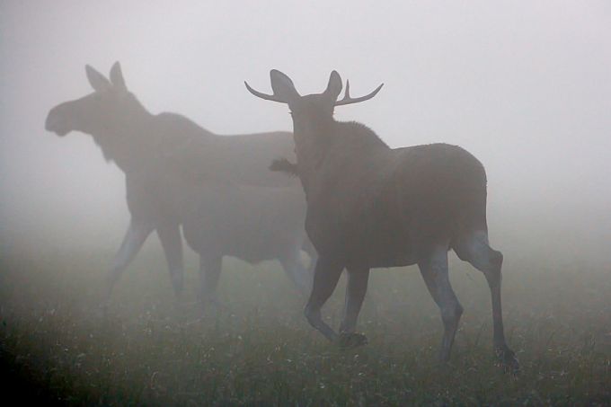 Põdrapulmad. Kasari luht, Matsalu