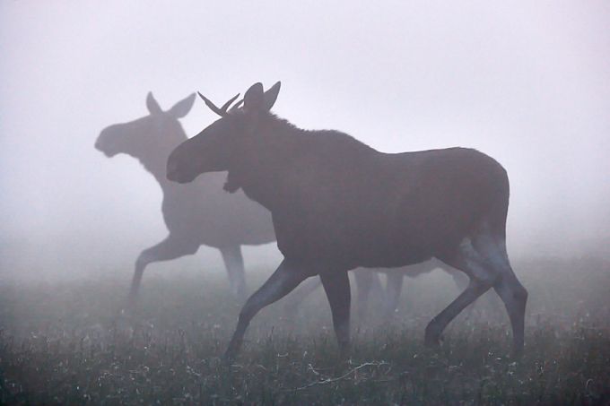 Põdrapulmad. Kasari luht, Matsalu 