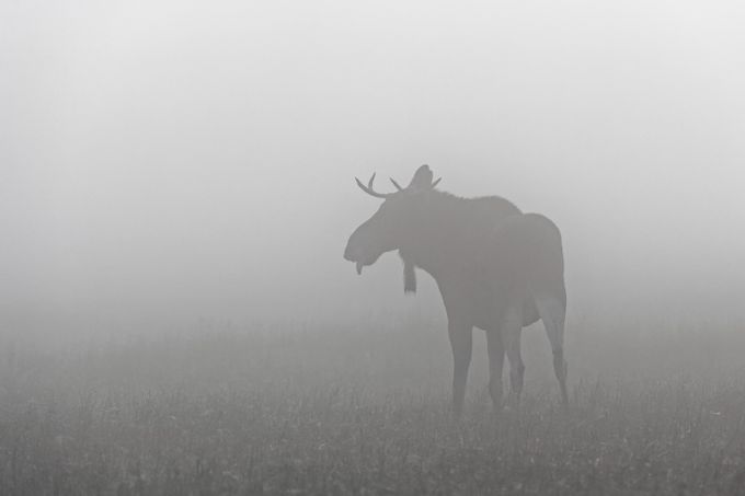 Põdrapull 