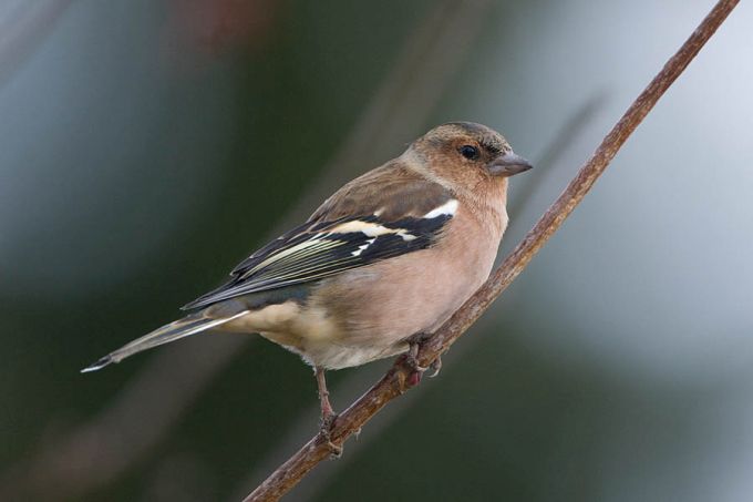 Metsvint