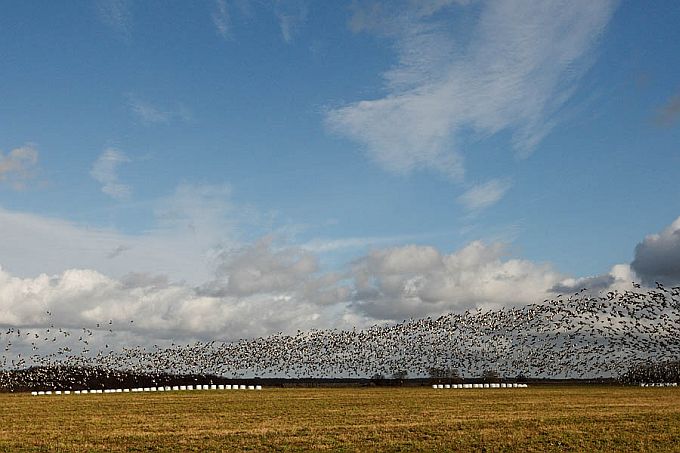 Valgepõsk-lagled Kasari luhal. Matsalu
