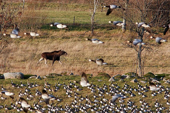 Valgepõsk-lagled ja põder