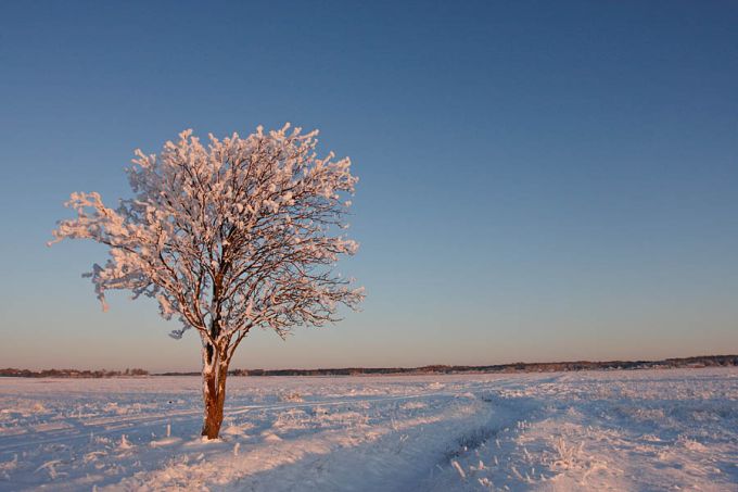 Härmatis pihlapuul