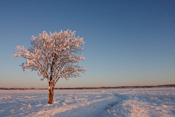 Härmatis pihlapuul