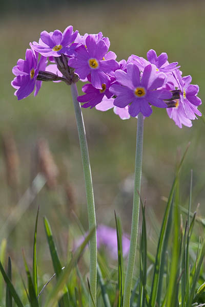 Pääsusilm 