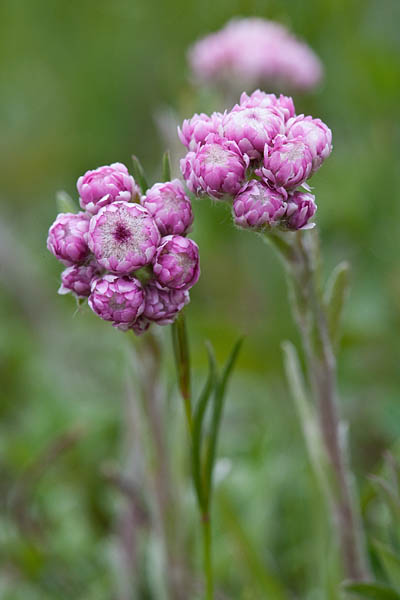 Kassikäpp