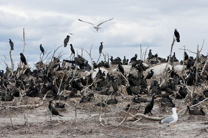 Kormoranikoloonia Tondirahul. Foto: Arne Ader