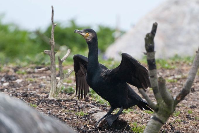 Kormoran