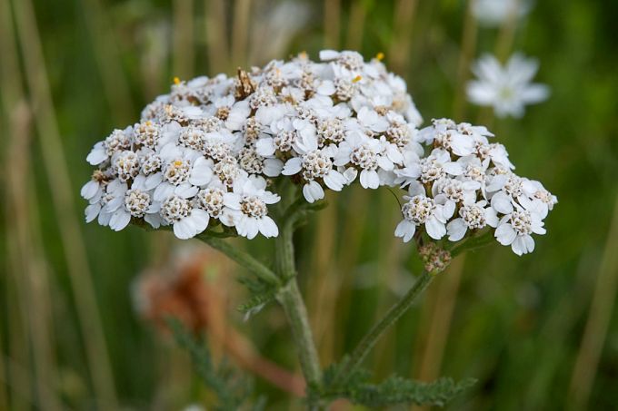 Raudrohi