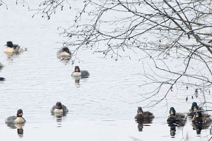 Sinikael-pardid ja jääkosklad. Mõrtsuka järv