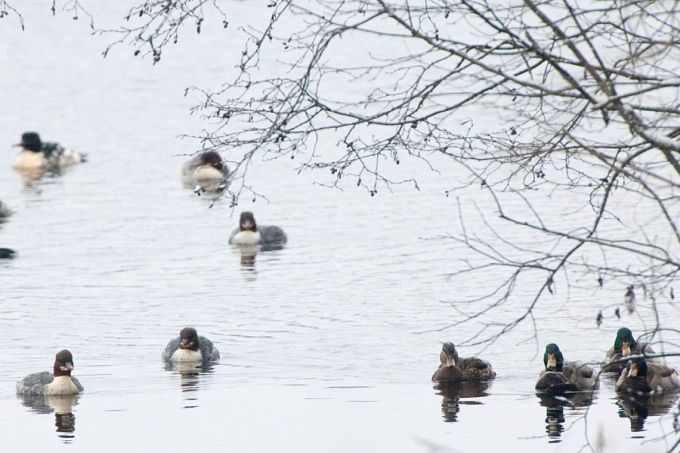 Sinikael-pardid ja jääkosklad. Mõrtsuka järv